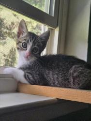 Shelter Stray Female Cat last seen WHEATLAND DR/ SPENGLER DR, 95828, 3839 Bradshaw Rd, Sacramento, CA 95827, USA