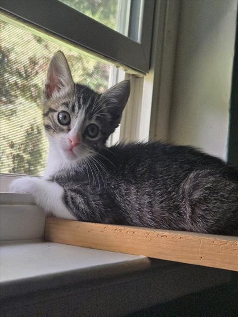 Shelter Stray Female Cat last seen WHEATLAND DR/ SPENGLER DR, 95828, 3839 Bradshaw Rd, Sacramento, CA 95827, USA