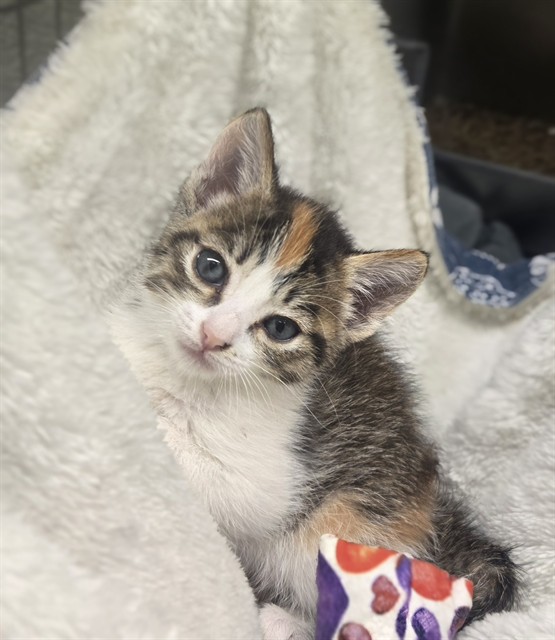 Shelter Stray Female Cat last seen WHEATLAND DR/ SPENGLER DR, 95828, 3839 Bradshaw Rd, Sacramento, CA 95827, USA
