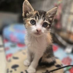 Shelter Stray Female Cat last seen WHEATLAND DR/ SPENGLER DR, 95828, 3839 Bradshaw Rd, Sacramento, CA 95827, USA