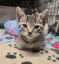 Shelter Stray Male Cat last seen WHEATLAND DR/ SPENGLER DR, 95828, 3839 Bradshaw Rd, Sacramento, CA 95827, USA