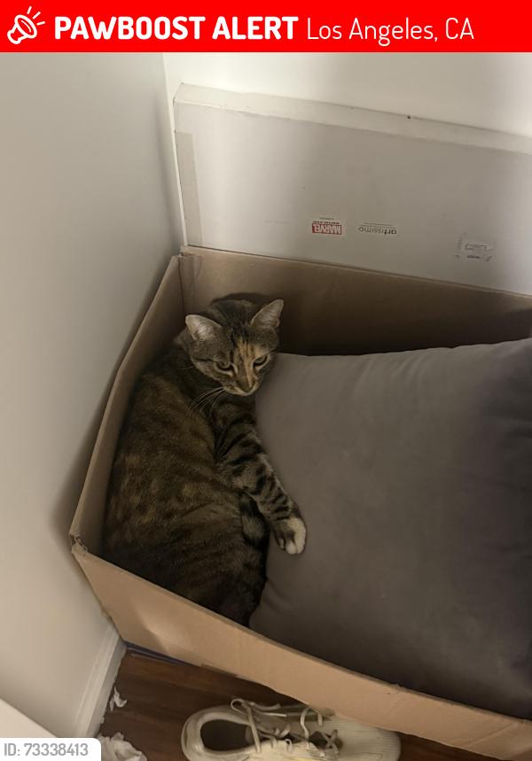 Lost Female Cat last seen Near San Fernando Mission Blvd Granada Hills, CA 91344 United States, Los Angeles, CA 91344