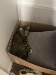 Lost Female Cat last seen Near San Fernando Mission Blvd Granada Hills, CA 91344 United States, Los Angeles, CA 91344