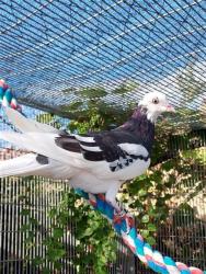 Shelter Stray Unknown Bird last seen BOND RD / BRADSHAW RD, 9150 Union Park Way, Elk Grove, CA 95624, USA