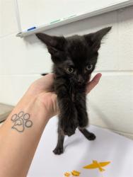 Shelter Stray Female Cat last seen JOSEPHVILLE, 4850 Mid Rivers Mall Dr, St Peters, MO 63376, USA