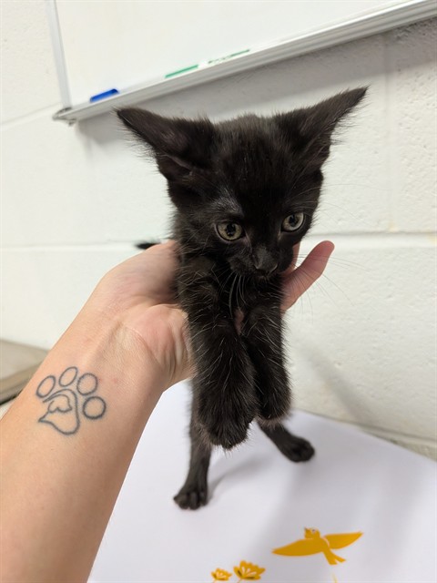 Shelter Stray Female Cat last seen JOSEPHVILLE, 4850 Mid Rivers Mall Dr, St Peters, MO 63376, USA