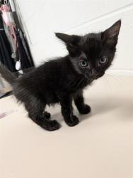 Shelter Stray Male Cat last seen JOSEPHVILLE, 4850 Mid Rivers Mall Dr, St Peters, MO 63376, USA