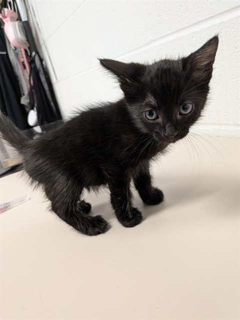 Shelter Stray Male Cat last seen JOSEPHVILLE, 4850 Mid Rivers Mall Dr, St Peters, MO 63376, USA