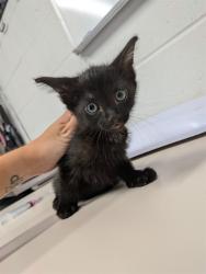Shelter Stray Male Cat last seen JOSEPHVILLE, 4850 Mid Rivers Mall Dr, St Peters, MO 63376, USA