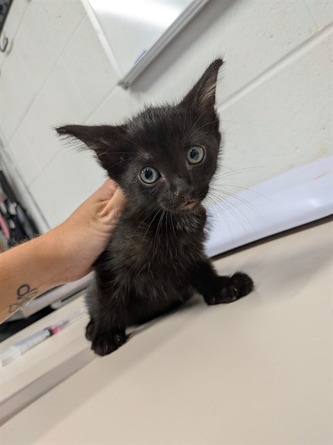 Shelter Stray Male Cat last seen JOSEPHVILLE, 4850 Mid Rivers Mall Dr, St Peters, MO 63376, USA