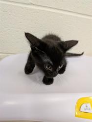 Shelter Stray Male Cat last seen JOSEPHVILLE, 4850 Mid Rivers Mall Dr, St Peters, MO 63376, USA