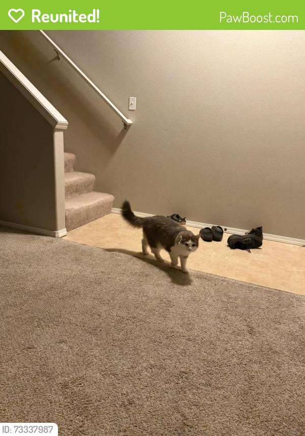 Reunited Male Cat last seen Near 1362 NE 86Ct, Hillsboro, OR 97006