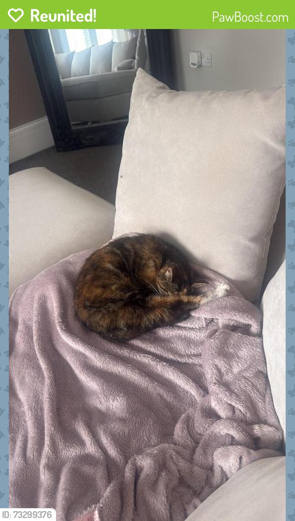 Reunited Female Cat last seen S71 5FZ, South Yorkshire, England S71 5FZ