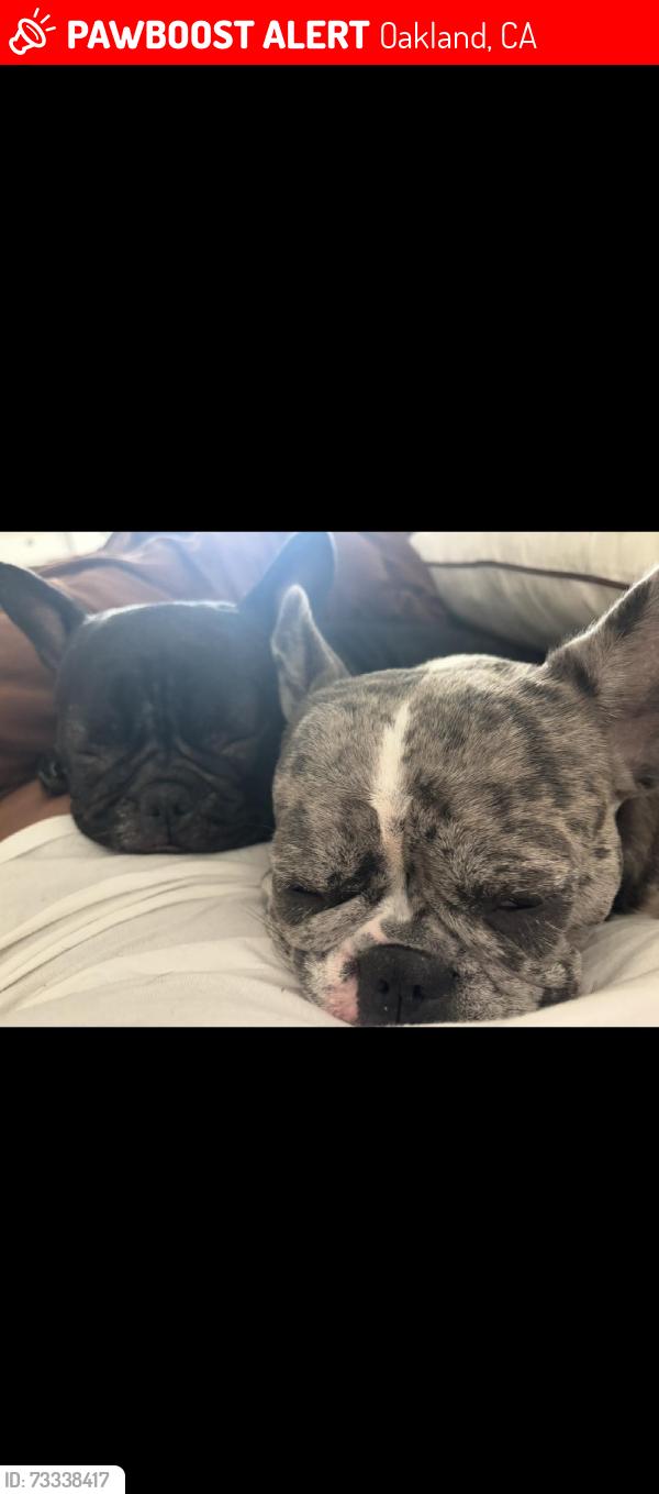 Lost Female Dog last seen MacAuthur Blvd, Oakland, CA 94602