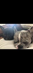Lost Female Dog last seen MacAuthur Blvd, Oakland, CA 94602