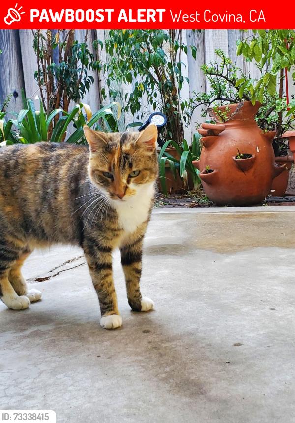 Lost Female Cat last seen Princess Palm & Sago Palm, West Covina, CA 91790