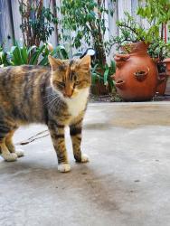 Lost Female Cat last seen Princess Palm & Sago Palm, West Covina, CA 91790