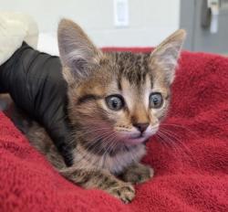 Shelter Stray Female Cat last seen Near BLOCK E 88TH AVE, 12155 Park Blvd, Brighton, CO 80601, USA