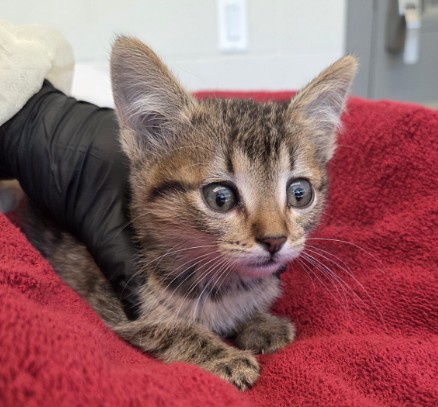 Shelter Stray Female Cat last seen Near BLOCK E 88TH AVE, 12155 Park Blvd, Brighton, CO 80601, USA