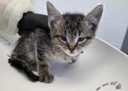 Shelter Stray Male Cat last seen Near BLOCK E 88TH AVE, 12155 Park Blvd, Brighton, CO 80601, USA