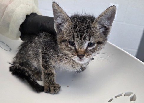Shelter Stray Male Cat last seen Near BLOCK E 88TH AVE, 12155 Park Blvd, Brighton, CO 80601, USA