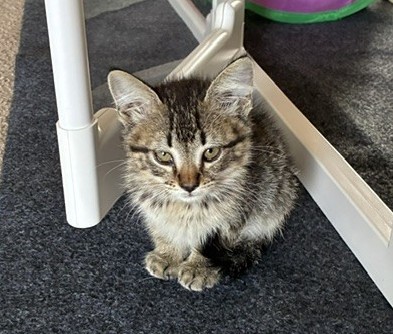 Shelter Stray Male Cat last seen Near BLOCK E 88TH AVE, 12155 Park Blvd, Brighton, CO 80601, USA