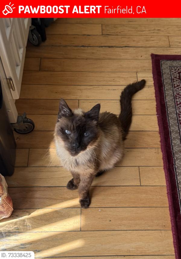 Lost Male Cat last seen Bickford Pl, Goldridge neighborhood, Fairfield, CA 94533