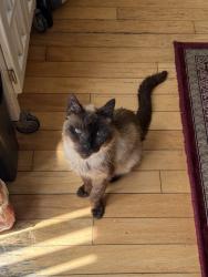 Lost Male Cat last seen Bickford Pl, Goldridge neighborhood, Fairfield, CA 94533