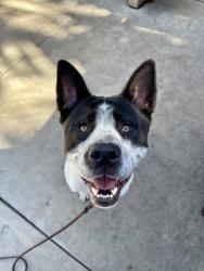 Shelter Stray Male Dog last seen Airway Road, San Diego, CA, 92154, 5500 Gaines St, San Diego, CA 92110, USA
