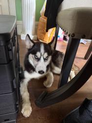 Reunited Female Dog last seen N Enola Dr & Perry, Enola, PA 17025