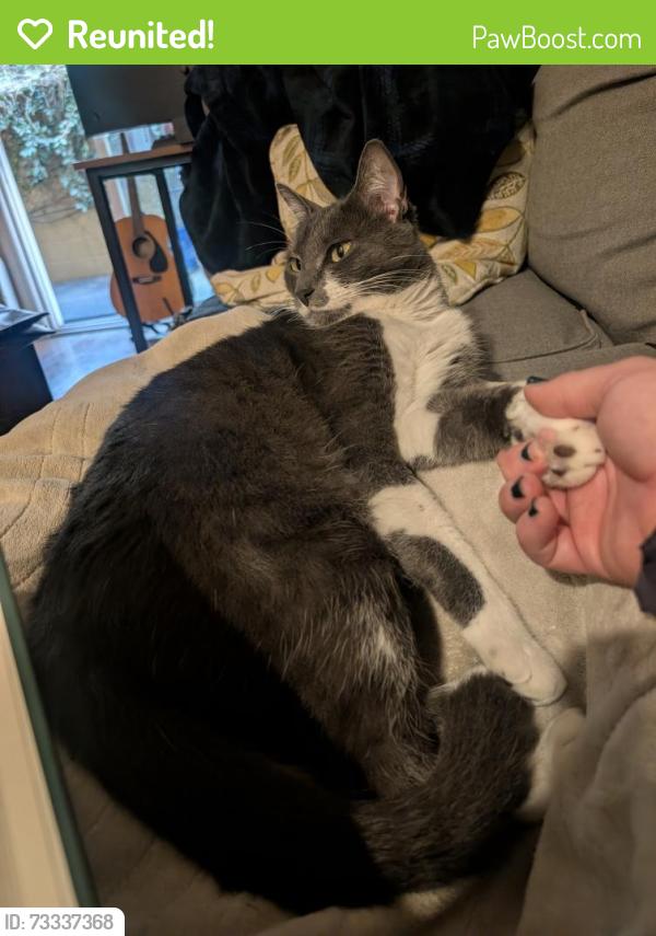 Reunited Male Cat last seen Community Rd. And Poway Rd, Poway, CA 92064