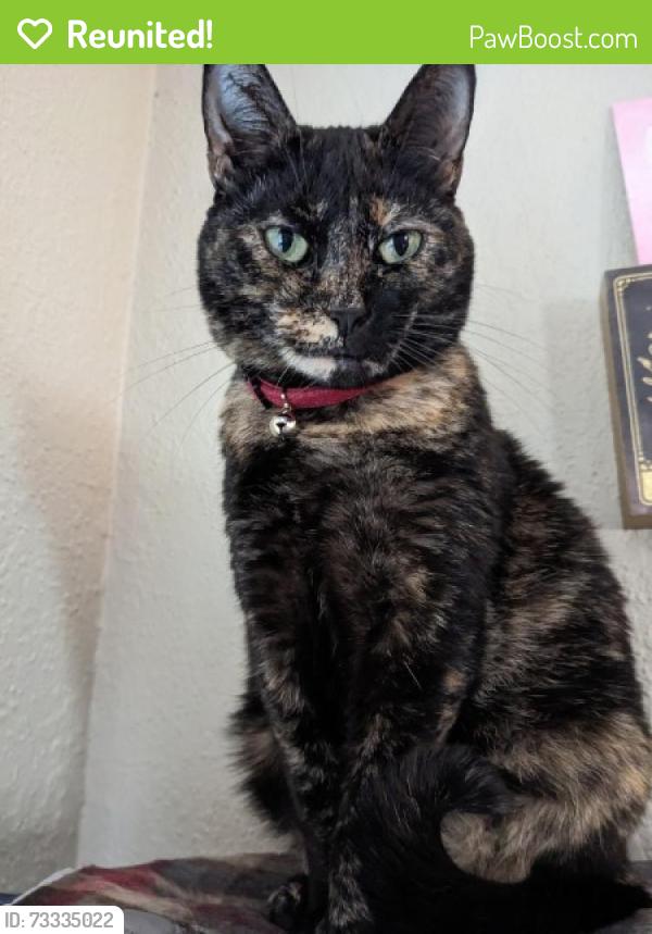 Reunited Female Cat last seen 7th street, and Virginia area, Berkeley, CA 94710