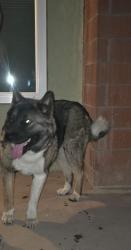 Reunited Female Dog last seen Circle K, Lake Elsinore, CA 92530