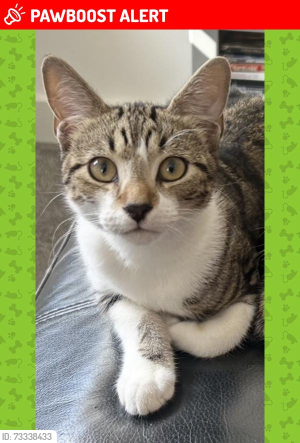 Lost Female Cat last seen Kennard rd bh25, Hampshire, England BH25 5LN