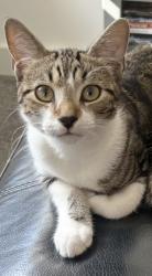 Lost Female Cat last seen Kennard rd bh25, Hampshire, England BH25 5LN