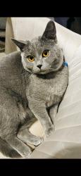 Lost Male Cat last seen County road, Merseyside, England 