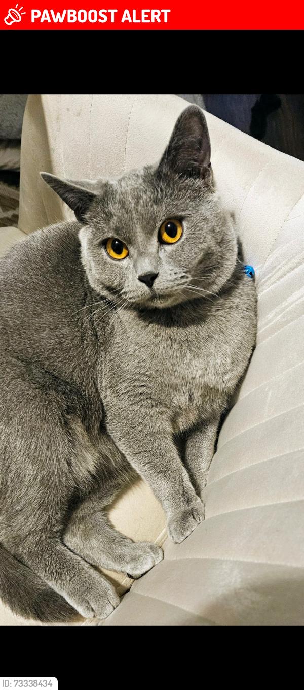 Lost Male Cat last seen County road, Merseyside, England 