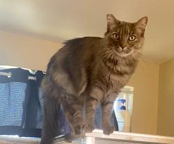 Lost Female Cat last seen Luxury, Concord, CA 94518