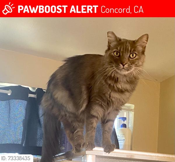 Lost Female Cat last seen Luxury, Concord, CA 94518