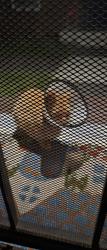 Found/Stray Male Cat last seen Florence and Euclid, La Habra, CA 90631