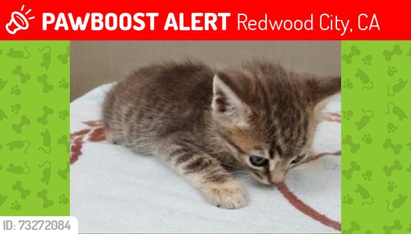 Lost Female Cat last seen Near 1230 Whipple ave. #104, Redwood City, CA 94062