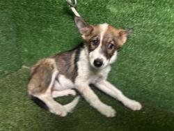 Shelter Stray Female Dog last seen , 5210 W Ave I, Lancaster, CA 93536, USA