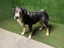 Shelter Stray Female Dog last seen , 5210 W Ave I, Lancaster, CA 93536, USA