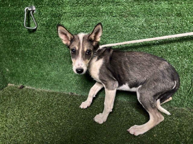 Shelter Stray Male Dog last seen , 5210 W Ave I, Lancaster, CA 93536, USA