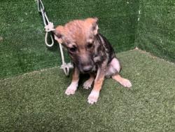 Shelter Stray Male Dog last seen , 5210 W Ave I, Lancaster, CA 93536, USA