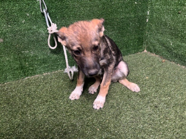 Shelter Stray Male Dog last seen , 5210 W Ave I, Lancaster, CA 93536, USA
