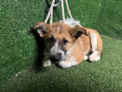Shelter Stray Female Dog last seen , 5210 W Ave I, Lancaster, CA 93536, USA