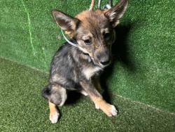 Shelter Stray Female Dog last seen , 5210 W Ave I, Lancaster, CA 93536, USA