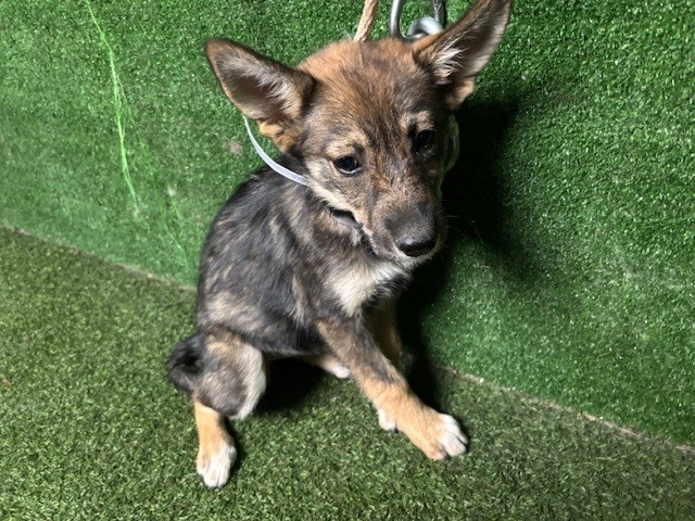 Shelter Stray Female Dog last seen , 5210 W Ave I, Lancaster, CA 93536, USA