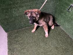 Shelter Stray Male Dog last seen , 5210 W Ave I, Lancaster, CA 93536, USA